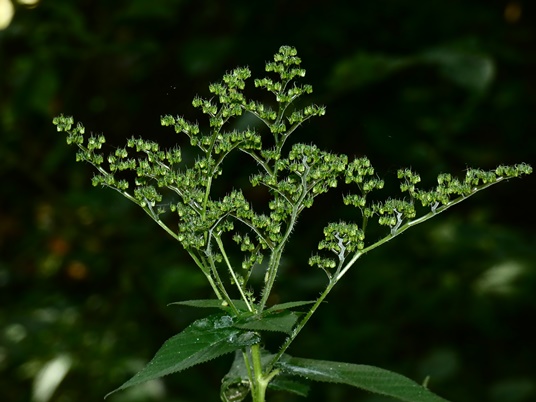 {Laportea canadensis}